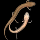 The Cascade Caverns Salamander (Eurycea latitans) has both subterranean and surface-adapted forms occurring in the same population. Pictured are two individuals from Honey Creek Cave, one captured on the surface (top) and the other from within the cave.